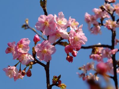 茅ヶ崎公園（河津桜）

