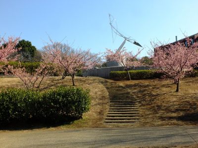 茅ヶ崎公園（河津桜）
