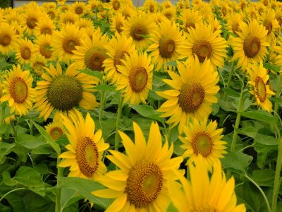 荏田東4丁目（ひまわり）
