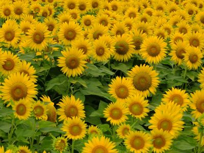 荏田東4丁目（ひまわり）
