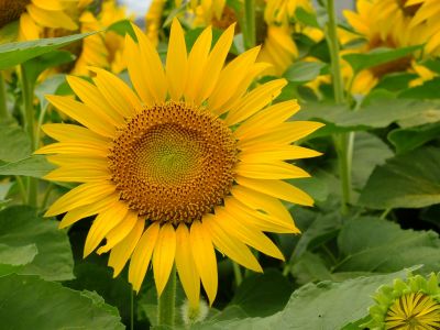 荏田東4丁目（ひまわり）
