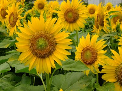 荏田東4丁目（ひまわり）
