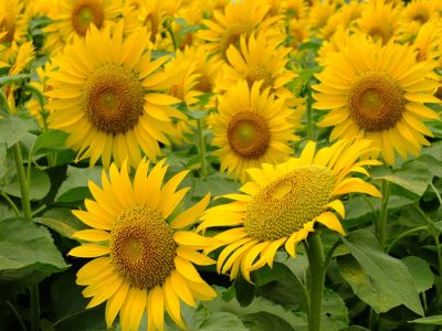 荏田東4丁目（ひまわり）
