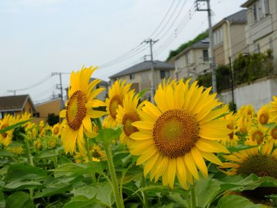 荏田東4丁目（ひまわり）
