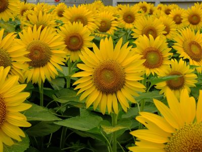 荏田東4丁目（ひまわり）
