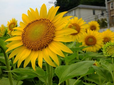 荏田東4丁目（ひまわり）
