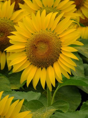 荏田東4丁目（ひまわり）
