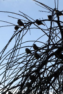 すずめ（中川）
