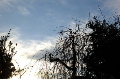 すずめ（中川）
