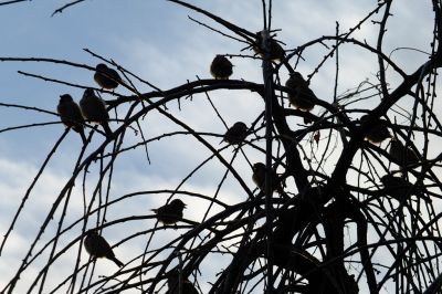 すずめ（中川）
