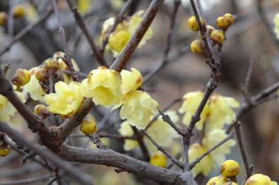 ろうばい（荏田東町）
