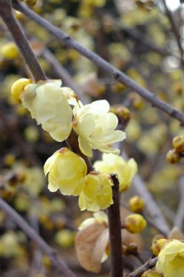 ろうばい（荏田東町）
