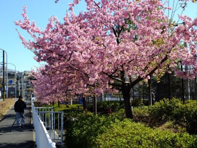 谷本（やもと）公園（河津桜）
