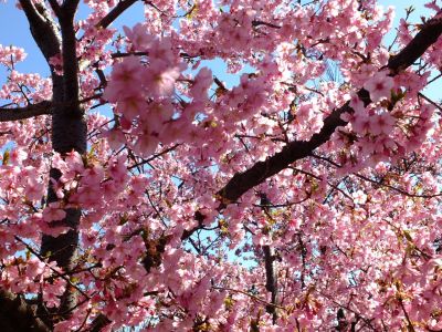 谷本（やもと）公園（河津桜）
