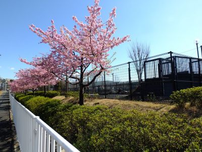 谷本（やもと）公園（河津桜）
