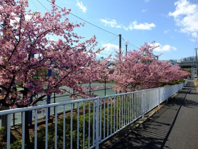 谷本（やもと）公園（河津桜）
