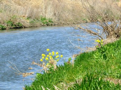 鶴見川サイクリングロード（土手）
