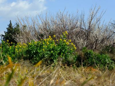 鶴見川サイクリングロード（土手）
