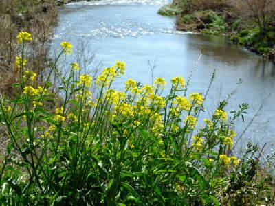鶴見川サイクリングロード（土手）
