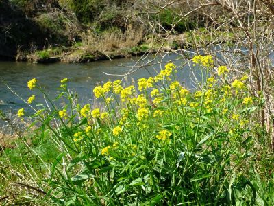 鶴見川サイクリングロード（土手）
