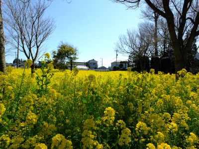 川和町駅前菜の花畑
