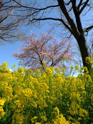 川和町駅前菜の花畑
