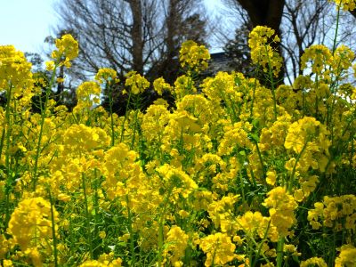 川和町駅前菜の花畑
