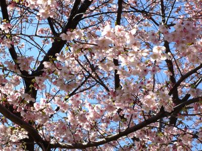 川和町駅前菜の花畑
