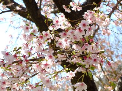 川和町駅前菜の花畑
