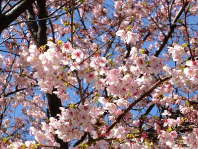 川和町駅前菜の花畑
