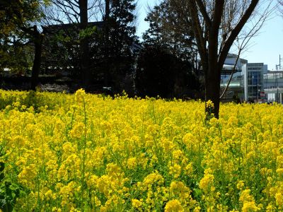 川和町駅前菜の花畑
