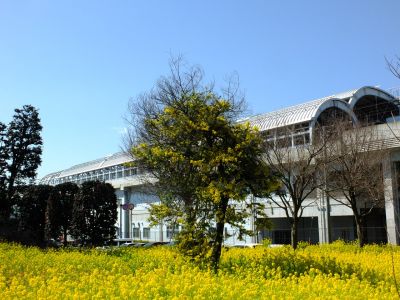 川和町駅前菜の花畑
