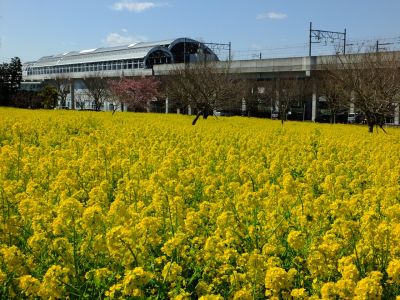 川和町駅前菜の花畑
