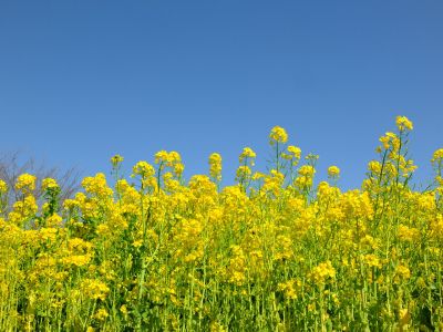 川和町駅前菜の花畑
