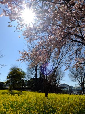 川和町駅前菜の花畑
