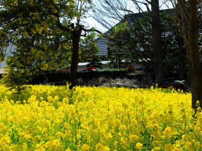 川和町駅前菜の花畑

