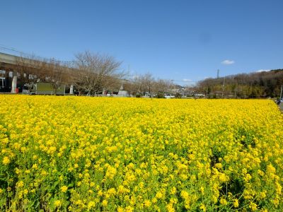 川和町駅前菜の花畑
