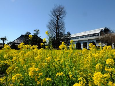 川和町駅前菜の花畑

