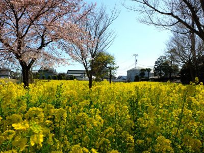 川和町駅前菜の花畑
