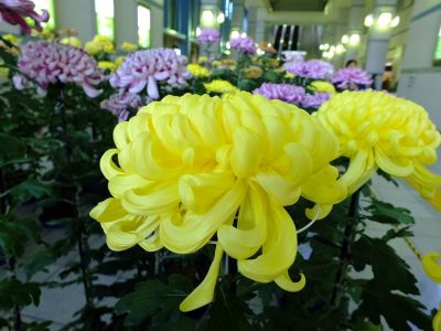 横浜市営地下鉄センター南駅（菊花展）
