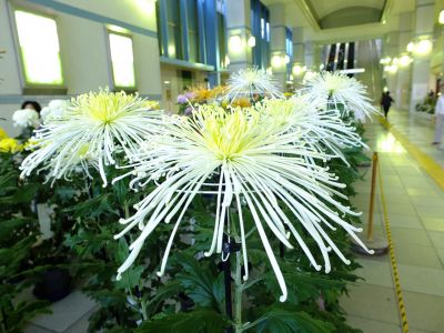 横浜市営地下鉄センター南駅（菊花展）
