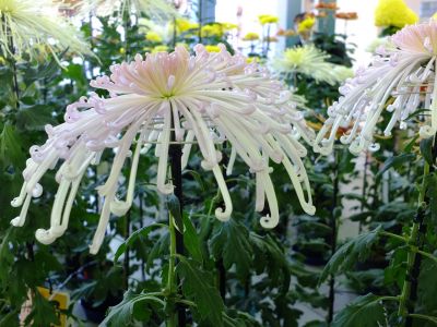 横浜市営地下鉄センター南駅（菊花展）
