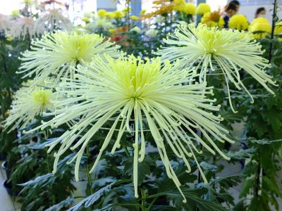 横浜市営地下鉄センター南駅（菊花展）
