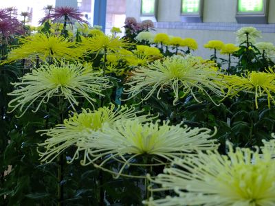 横浜市営地下鉄センター南駅（菊花展）
