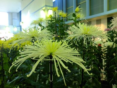 横浜市営地下鉄センター南駅（菊花展）
