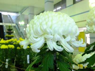 横浜市営地下鉄センター南駅（菊花展）
