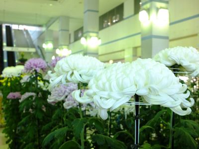 横浜市営地下鉄センター南駅（菊花展）
