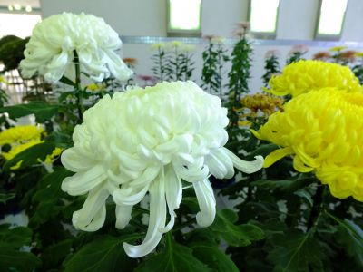 横浜市営地下鉄センター南駅（菊花展）
