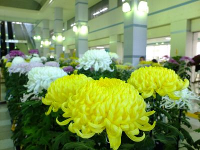 横浜市営地下鉄センター南駅（菊花展）
