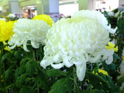 横浜市営地下鉄センター南駅（菊花展）
